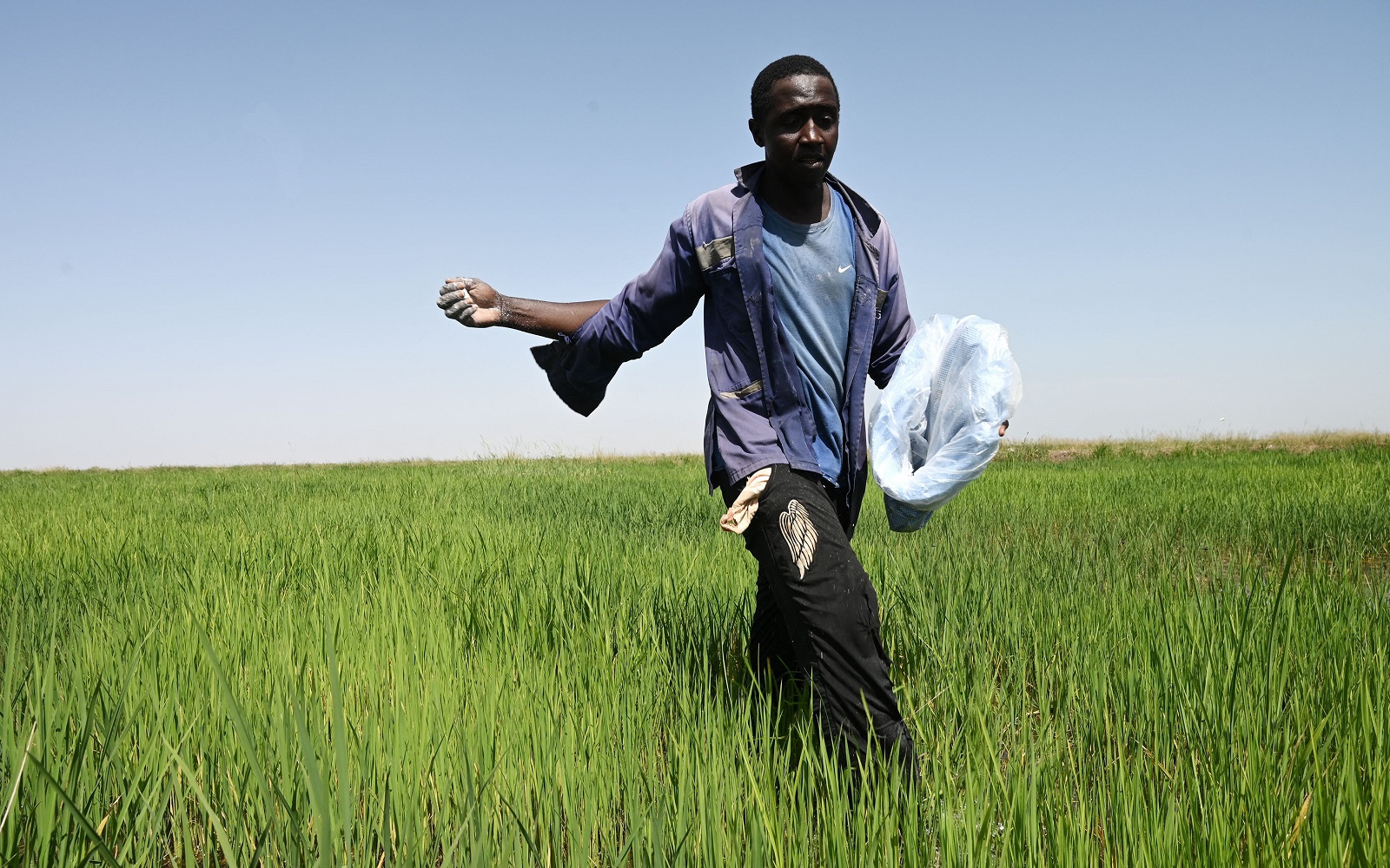 A farm worker spreads fertilizer over their rice field in village near Rosso in the Senegal River valley in October 2022.
